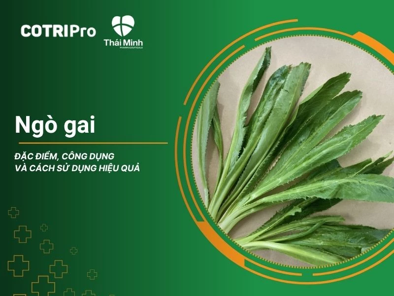 Ngò gai: Đặc điểm, công dụng và cách sử dụng