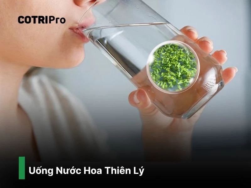 Nước hoa thiên lý giúp cải thiện tiêu hóa