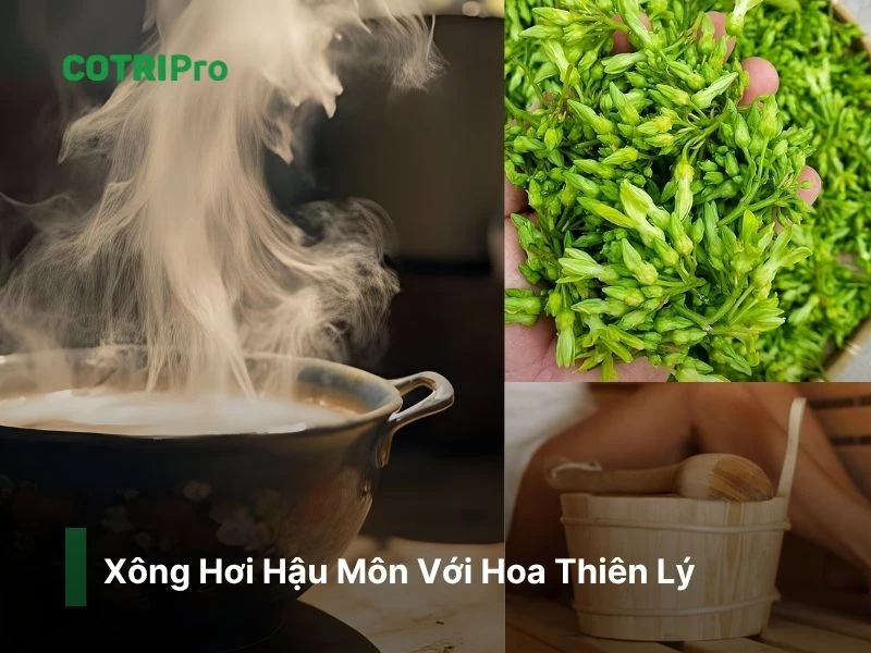 Xông hậu môn với hoa thiên lý ngừa trĩ