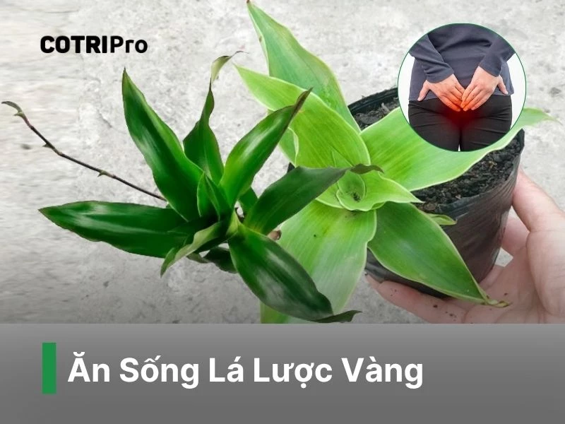 Lá vàng bổ sung chất xơ