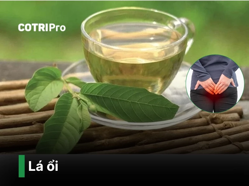 Cách chữa bệnh trĩ bằng lá ổi
