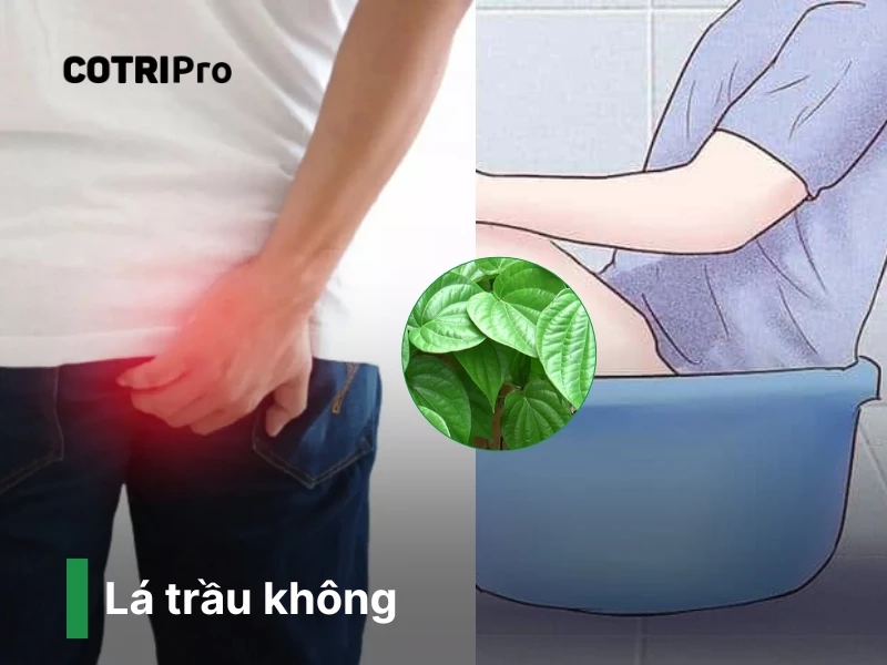 Cách chữa bệnh trĩ tại nhà bằng lá trầu không​