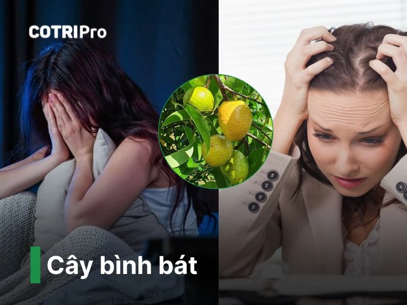 Cây bình bát thuốc nam chữa bệnh