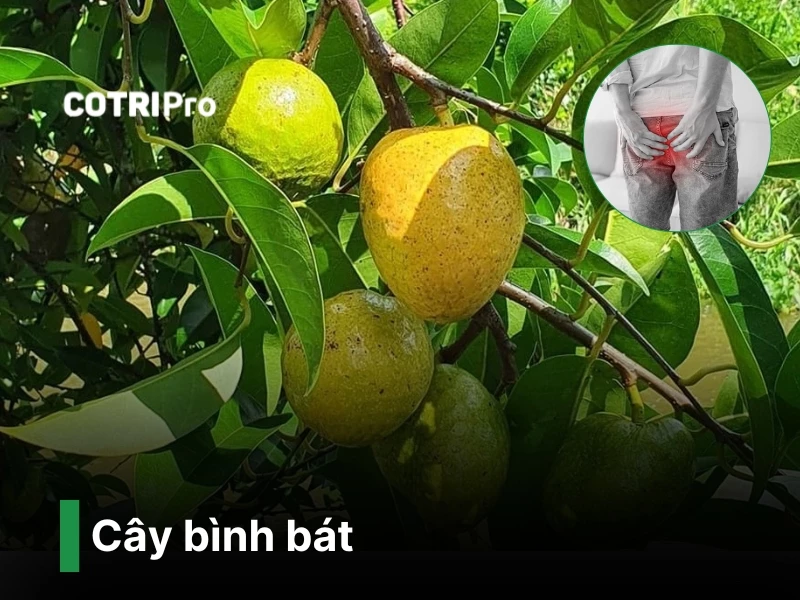 Cây bình bát trị bệnh trĩ