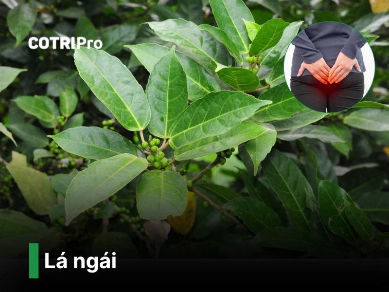 Cây lá ngái chữa bệnh trĩ​