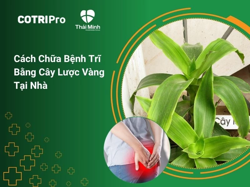 Cách chữa bệnh trĩ bằng cây lược vàng tại nhà
