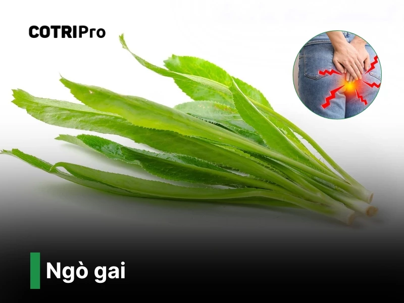 Cây ngò gai chữa bệnh trĩ​