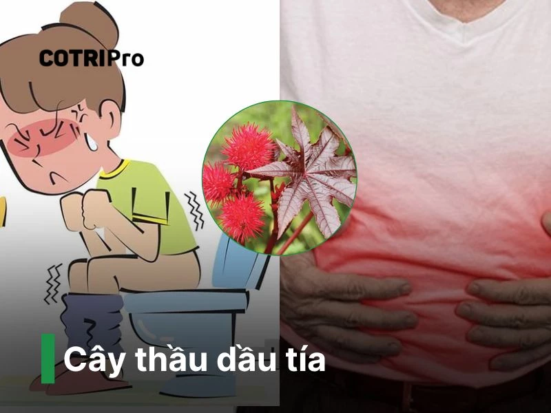 Cây thầu dầu tía thuốc nam chữa bệnh