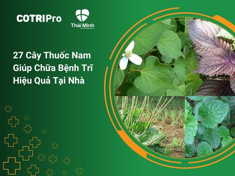 25+ Cây thuốc nam chữa bệnh trĩ hiệu quả và lưu ý khi sử dụng tại nhà