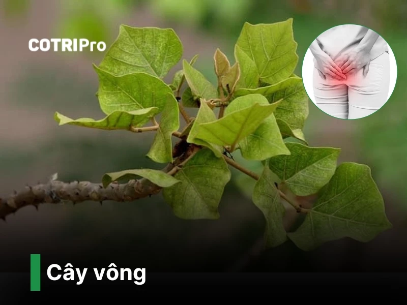Cây vông chữa bệnh trĩ