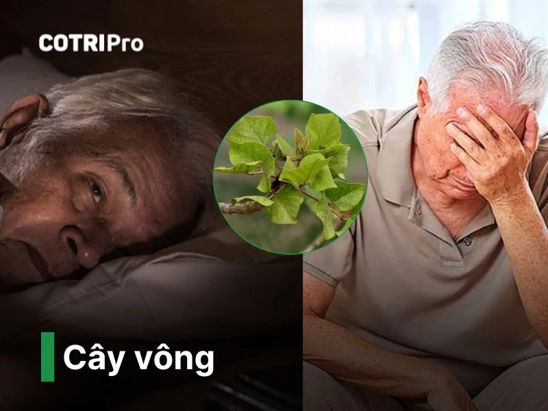 Cây vông thuốc nam chữa bệnh