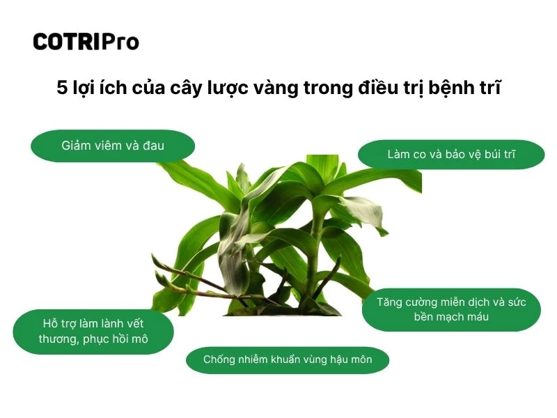 Công dụng cây lược vàng chữa bệnh trĩ