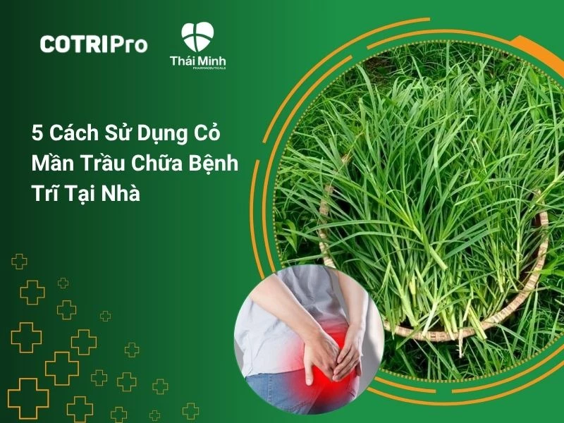 5 cách sử dụng cỏ mần trầu chữa bệnh trĩ tại nhà