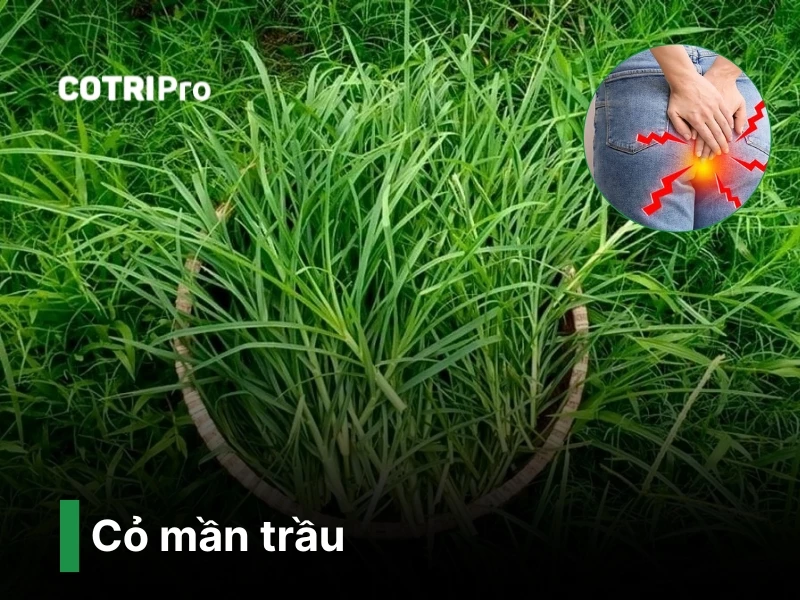 Cỏ mần trầu chữa bệnh trĩ