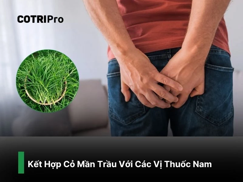 Cỏ mần trầu kết hợp thuốc nam chữa trĩ