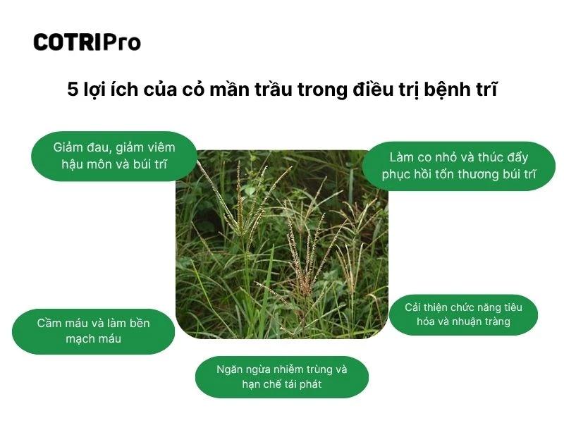 Lợi ích cỏ mần trầu trong trị bệnh trĩ