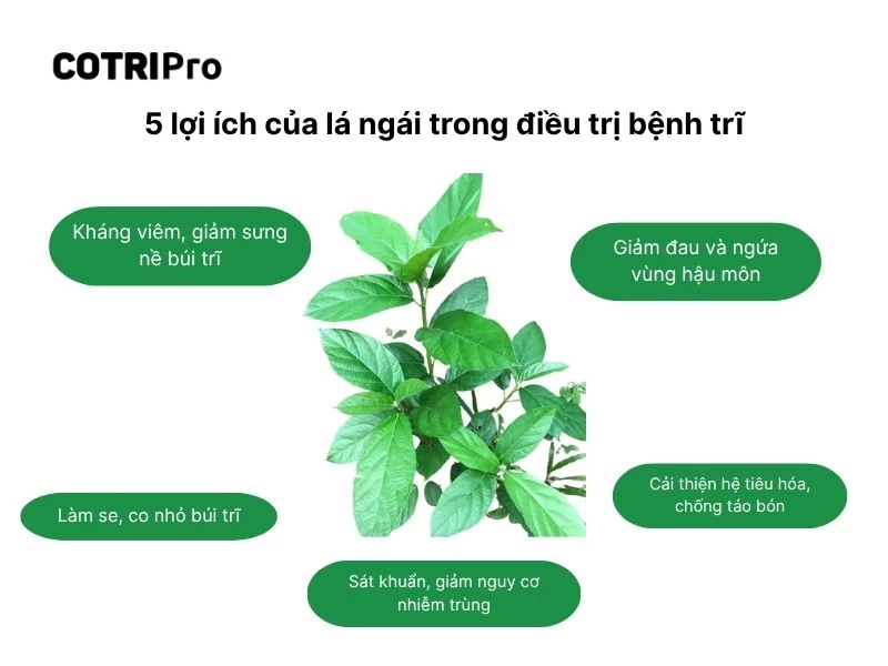 Lá ngái giúp giảm viêm búi trĩ