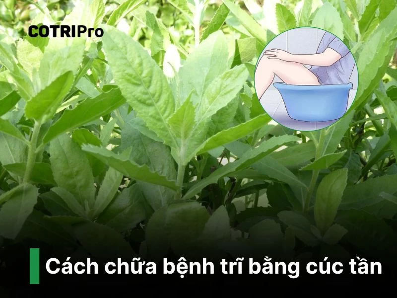 Cúc tần trị bệnh trĩ