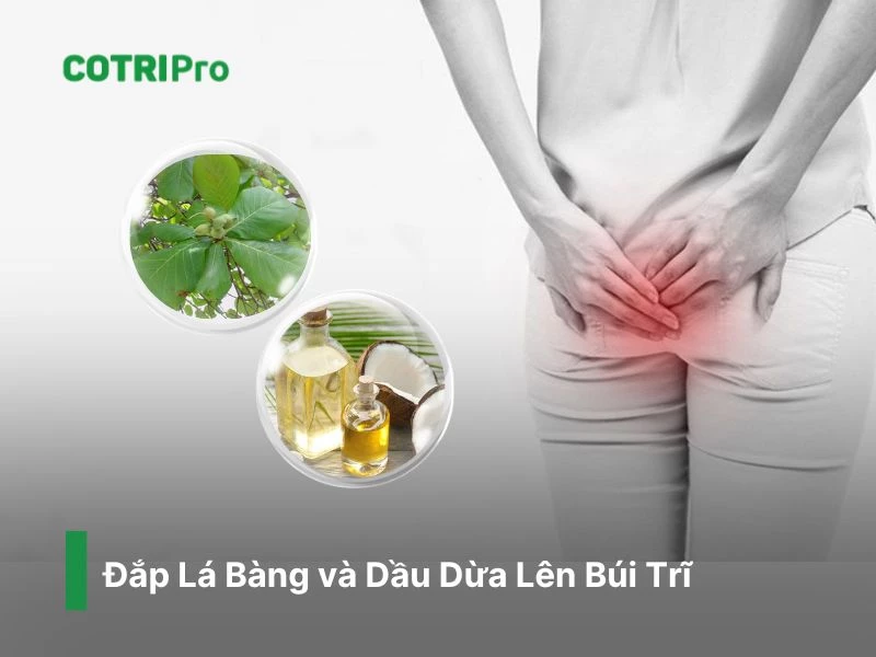 Lá bàng và dầu dừa đắp lên ngừa trĩ