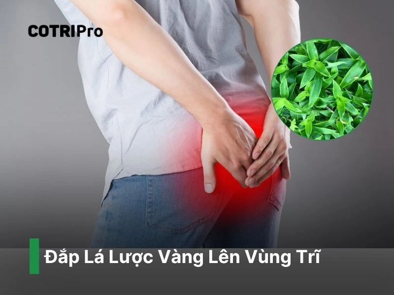 Lá lược vàng tiếp xúc búi trĩ giảm viêm