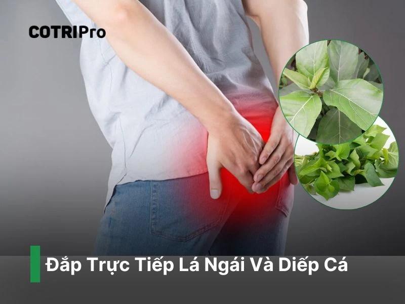 Lá ngái kết hợp cùng diếp cá giúp giảm sưng búi trĩ