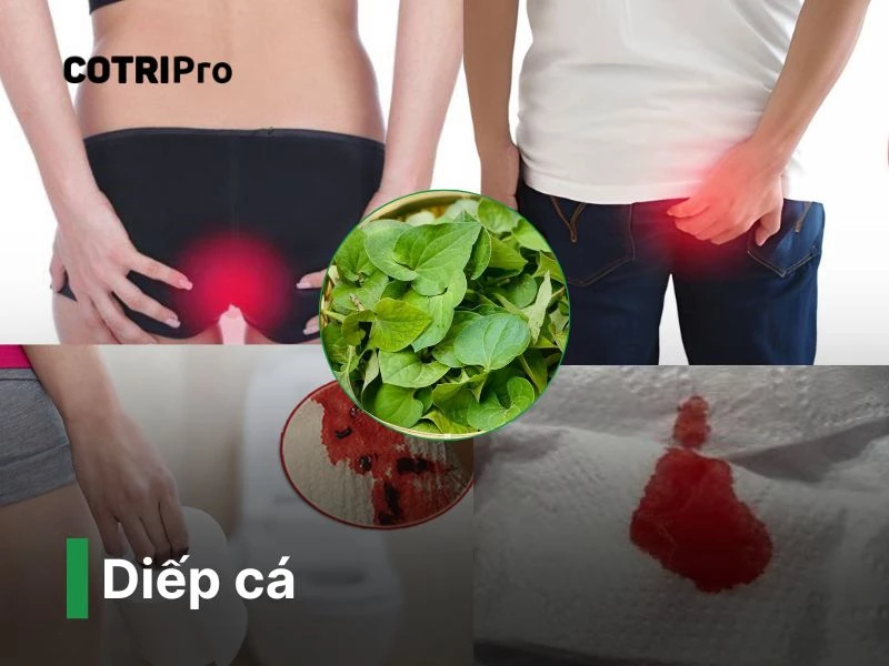 Diếp cá thuốc nam chữa bệnh
