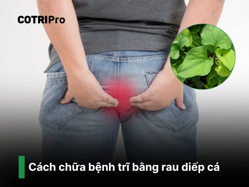 Rau diếp cá ngừa trĩ