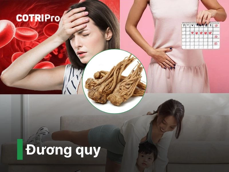 Đương quy thuốc nam chữa bệnh