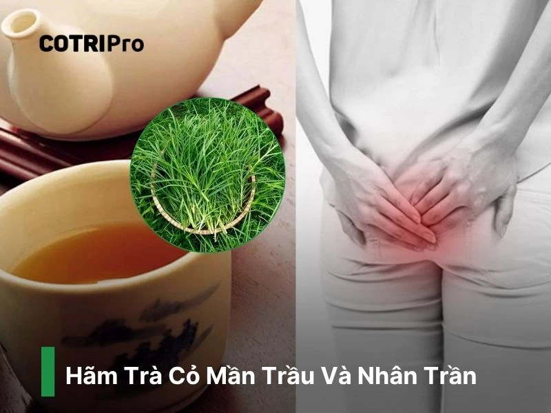Cỏ mần trầu kết hợp nhân trần ngừa trĩ