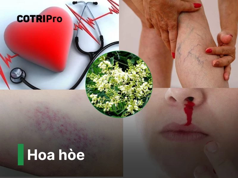 Hoa hòe thuốc nam chữa bệnh