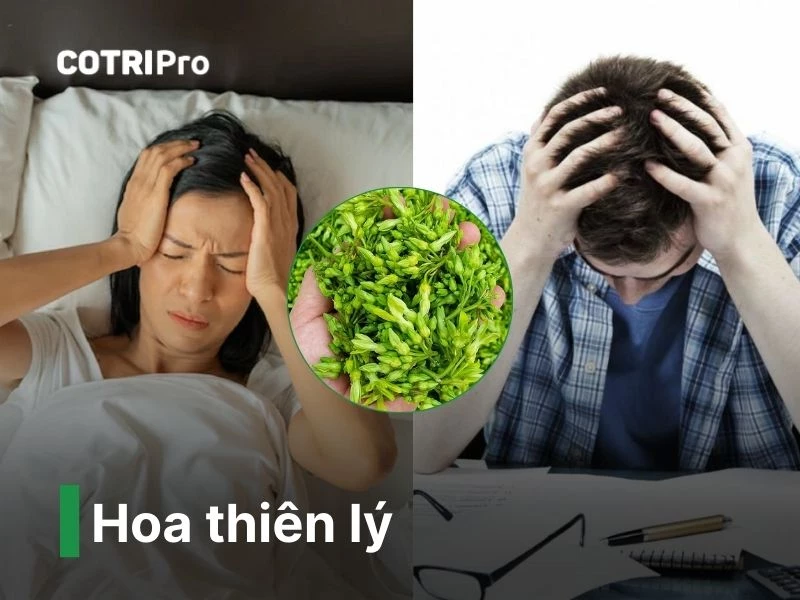 Hoa thiên lý thuốc nam chữa bệnh