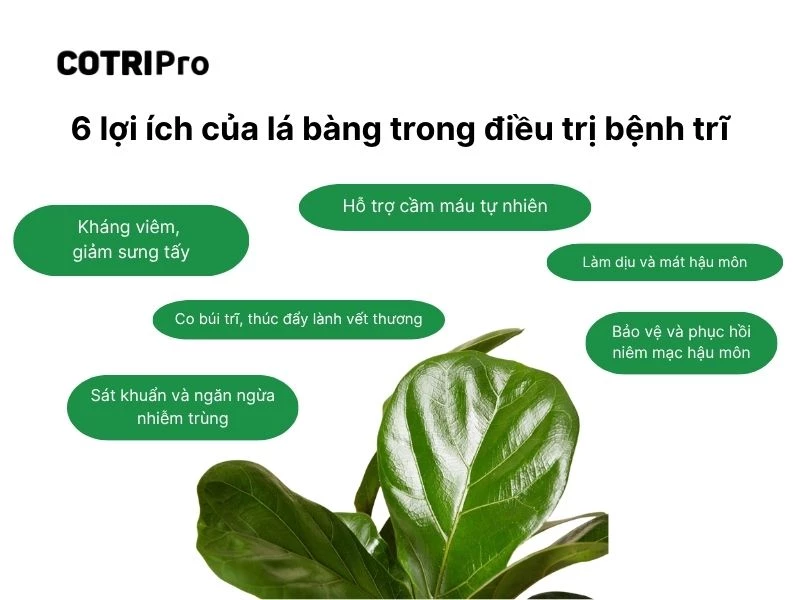 Hoạt chất lá bàng giúp ngừa bệnh trĩ