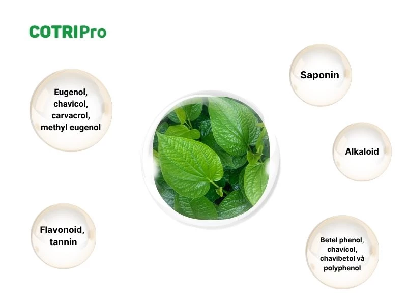 Hoạt chất lá trầu không trị bệnh