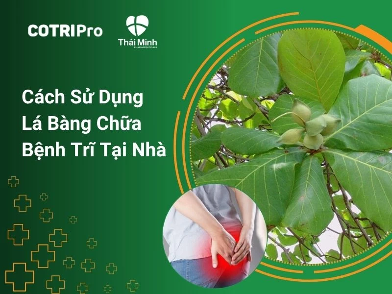 Cách sử dụng lá bàng chữa bệnh trĩ tại nhà