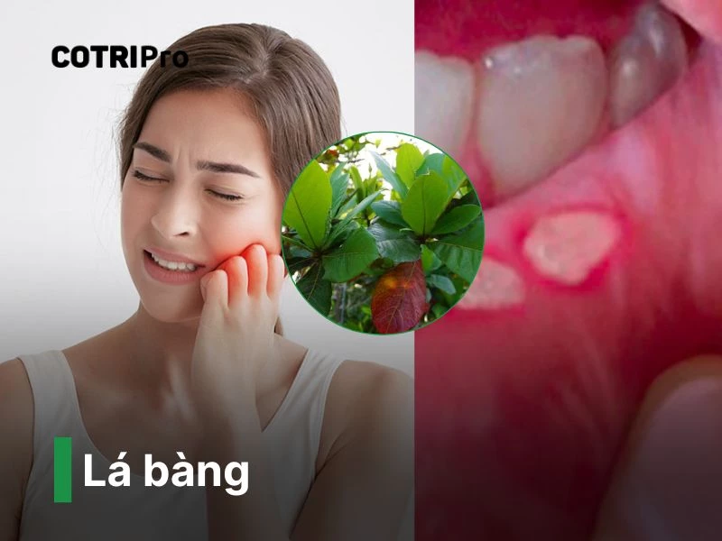 Lá bàng cây thuốc nam chữa bệnh