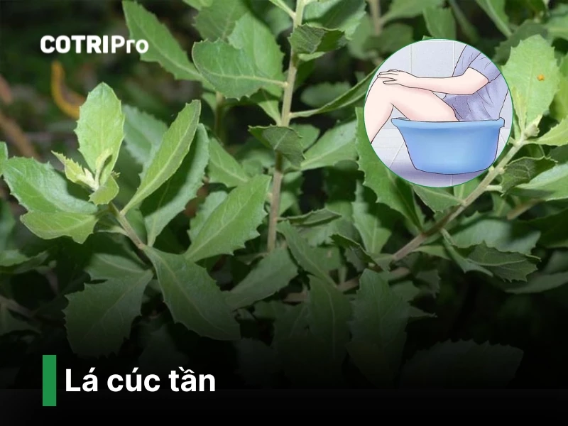 Lá cúc tần chữa bệnh trĩ