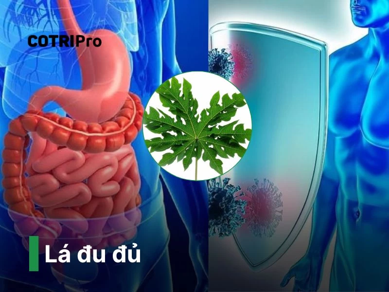 Lá đu đủ thuốc nam chữa bệnh