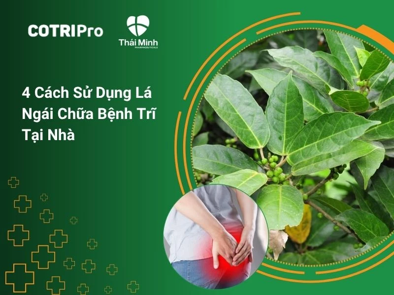 4 cách sử dụng lá ngái chữa bệnh trĩ tại nhà