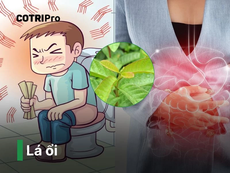Lá ổi cây thuốc nam chữa bệnh
