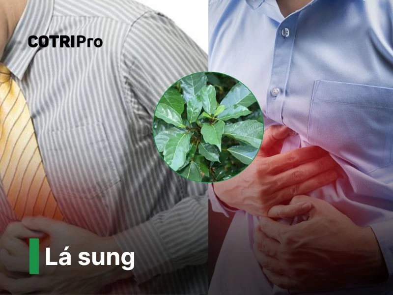 Lá sung cây thuốc nam chữa bệnh