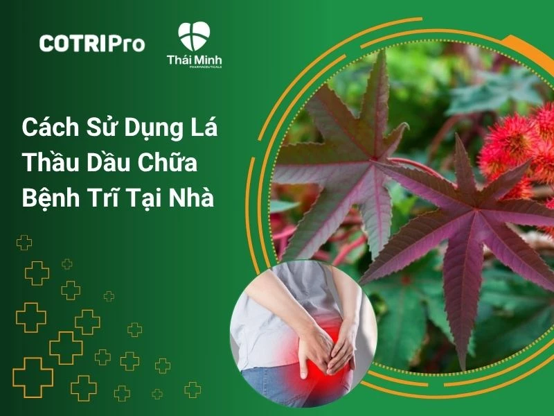 Cách sử dụng lá thầu dầu chữa bệnh trĩ tại nhà