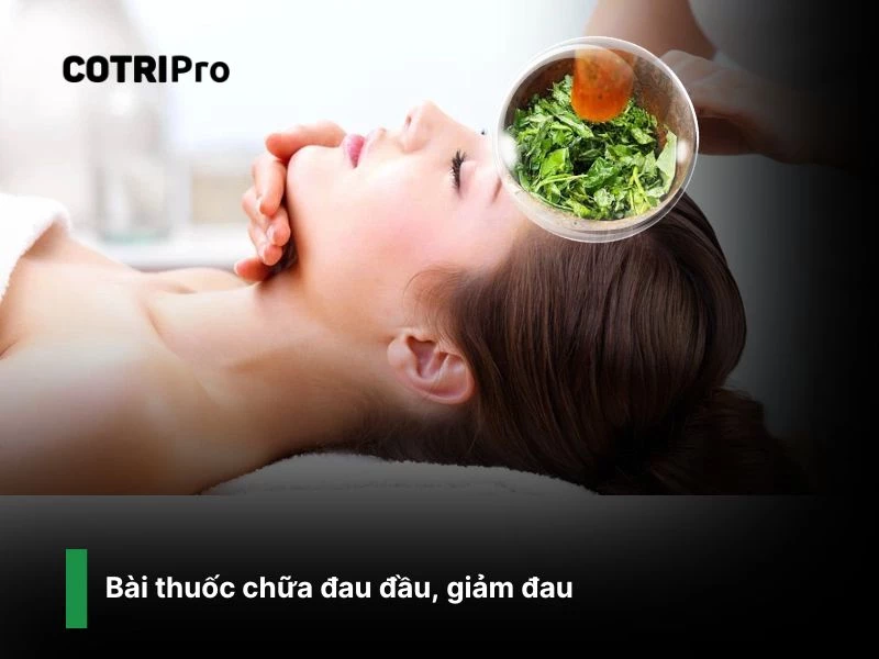 Chữa đau đầu nhẹ với lá trầu không