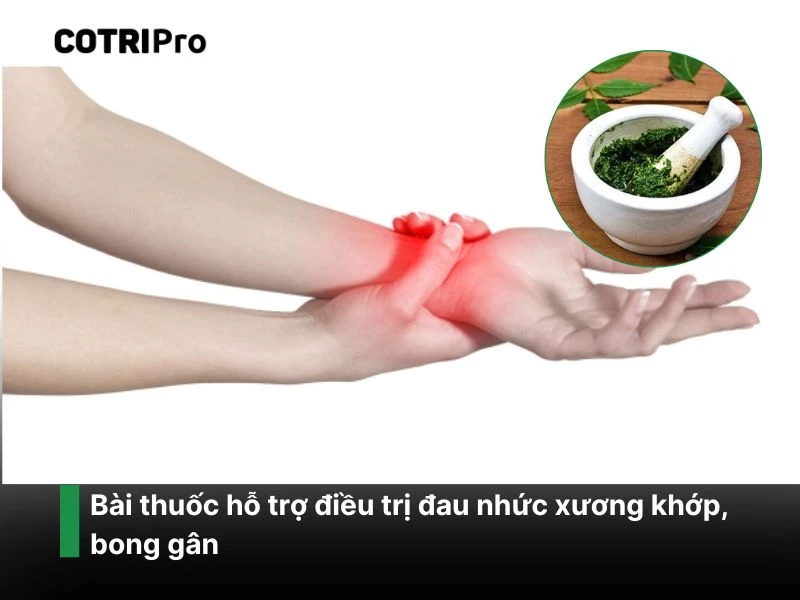 Chữa đau nhức xương khớp với lá trầu không