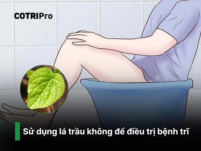 Trị trĩ với lá trầu không