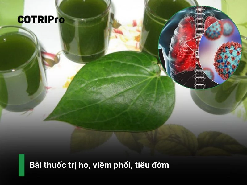Chữa viêm họng với lá trầu không