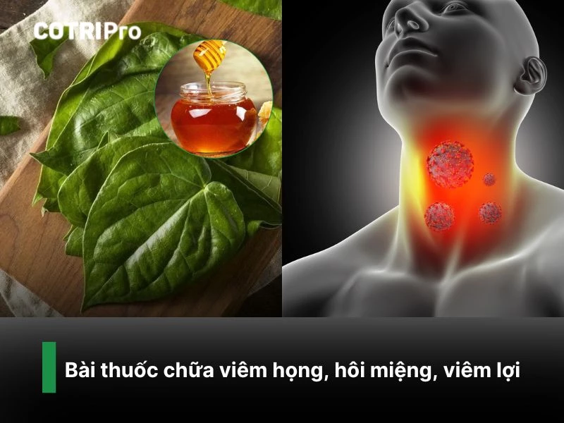 Chữa viêm họng với lá trầu không