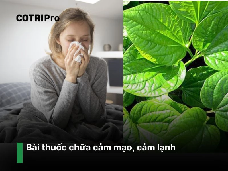 Chữa cảm lạnh với lá trầu không