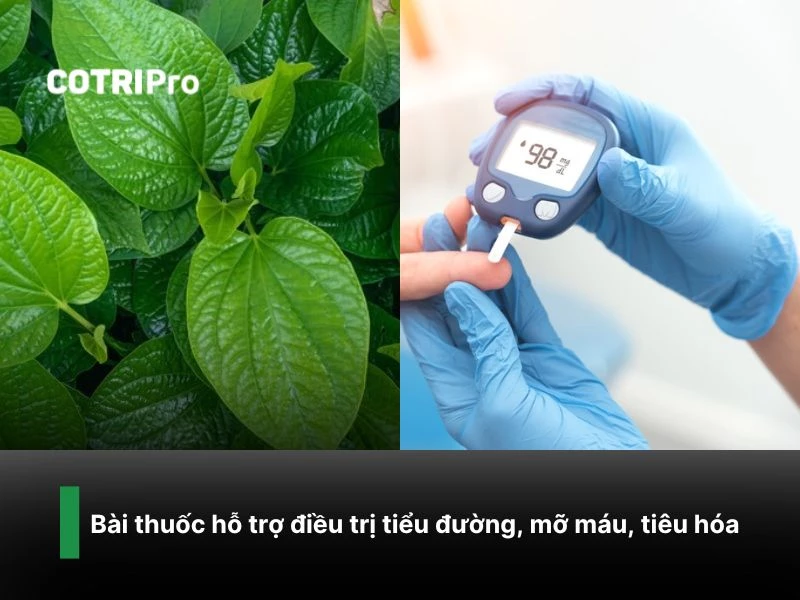 Chữa tiểu đường với lá trầu không