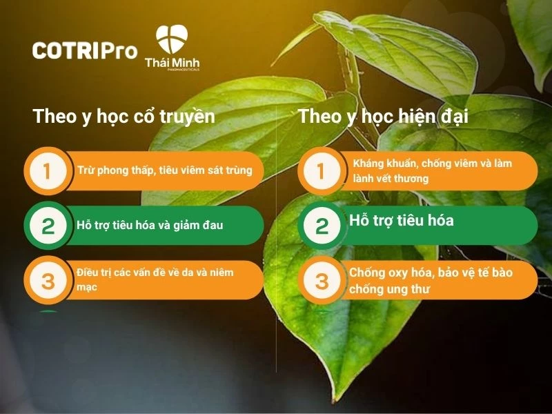Lá trầu không với sức khỏe