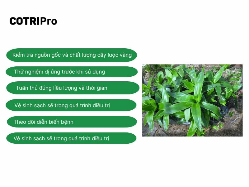 Sử dụng một liều nhỏ cây lược vàng để xem có dị ứng
